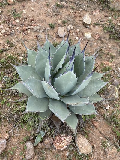 Agave flexispina, photographed by P Gonzalez Zamora