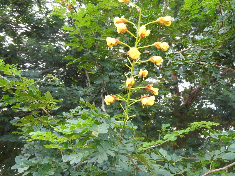 Cenostigma gaumeri, photographed by Juan Cruzado Cortés