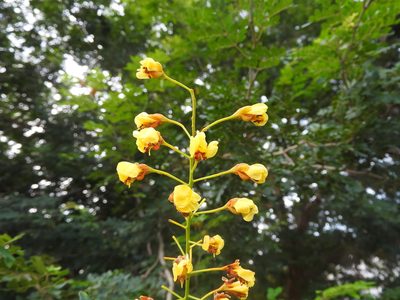 Cenostigma gaumeri, photographed by Juan Cruzado Cortés