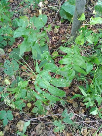 Sium sisarum, photographed by Igor Balashov