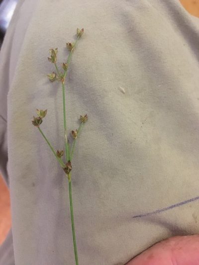 Juncus brachycephalus, photographed by naturalist charlie