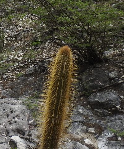Cleistocactus buchtienii, photographed by Naturalist Tours