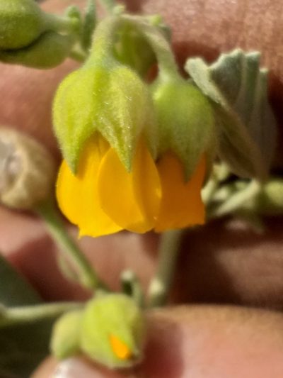 Hermannia incana, photographed by kevin koen