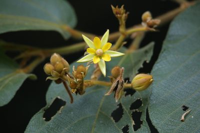 Apeiba tibourbou, photographed by Aitor
