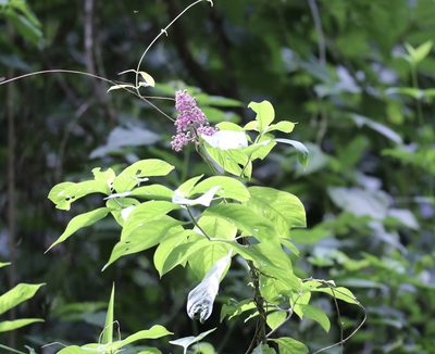Palicourea hebeclada, photographed by Aitor