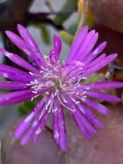 Drosanthemum crassum, photographed by kevin koen