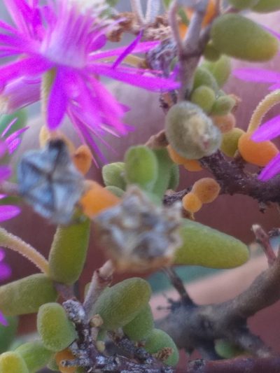 Drosanthemum crassum, photographed by kevin koen