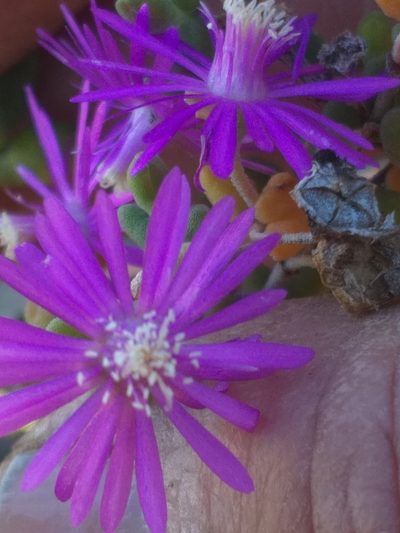 Drosanthemum crassum, photographed by kevin koen
