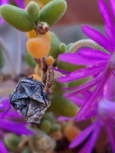 Drosanthemum crassum, photographed by kevin koen