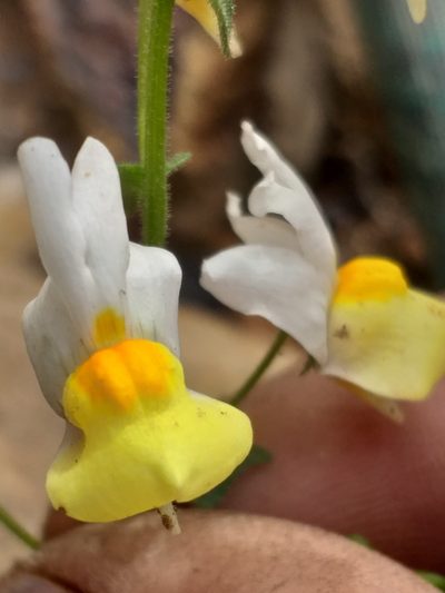 Nemesia ligulata, photographed by kevin koen