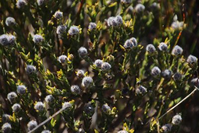 Liparia umbellifera, photographed by Tony Rebelo