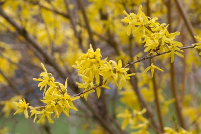 Forsythia suspensa, photographed by Fyn Kynd