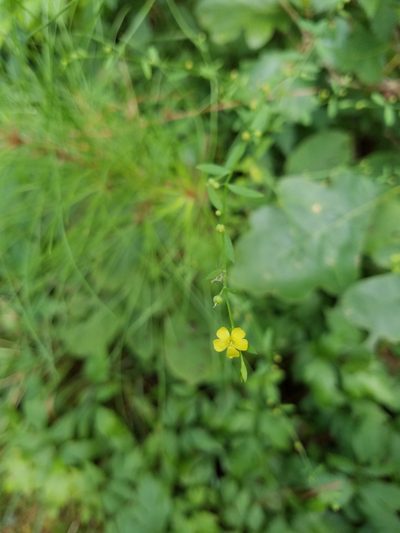 Linum virginianum, photographed by Ava