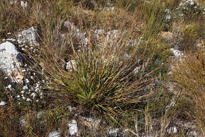 Tetraria triangularis, photographed by Tony Rebelo