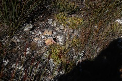 Capeobolus brevicaulis, photographed by Tony Rebelo
