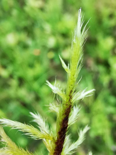 Tomentypnum nitens, photographed by Sigitas Juzėnas