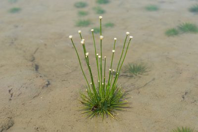 Eriocaulon cinereum, photographed by 國立臺灣博物館