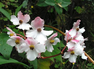 Begonia acerifolia, photographed by desertnaturalist