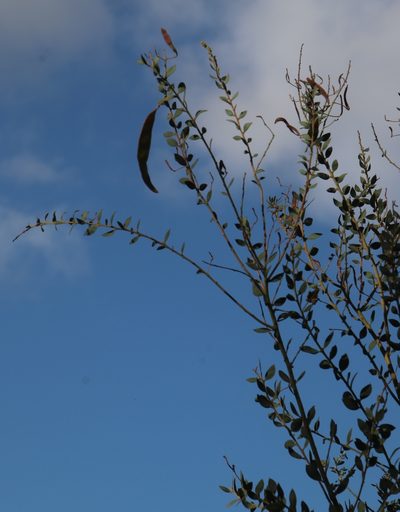 Acacia piligera, photographed by Tony Rebelo