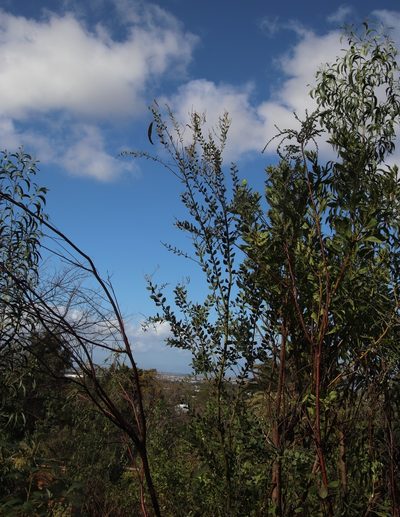 Acacia piligera, photographed by Tony Rebelo