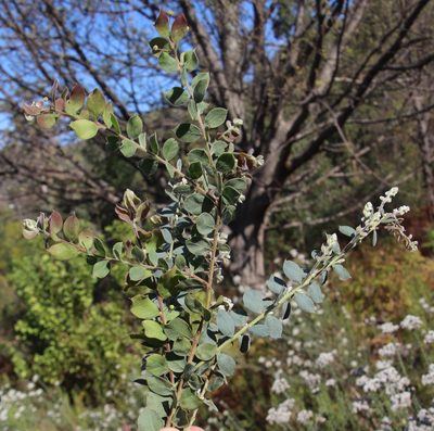 Acacia piligera, photographed by Tony Rebelo