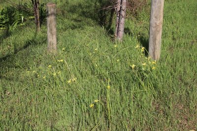 Moraea collina, photographed by Tony Rebelo