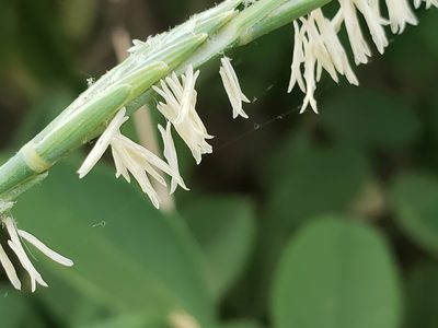 Thinopyrum intermedium, photographed by Mary K. Hanson