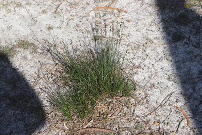 Ficinia secunda, photographed by Tony Rebelo