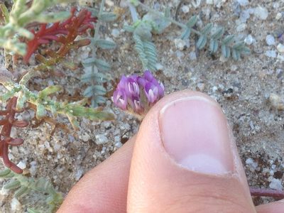 Astragalus didymocarpus, photographed by Adam J. Searcy