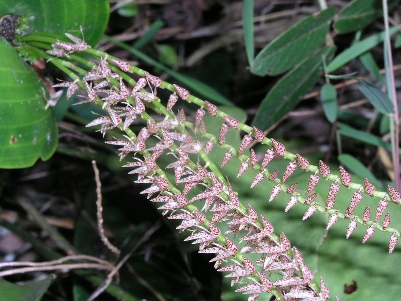 Pleurothallis revoluta, photographed by desertnaturalist