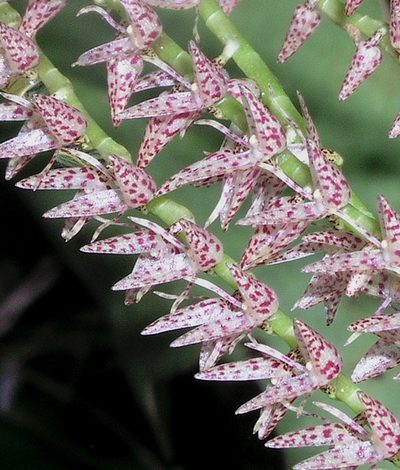 Pleurothallis revoluta, photographed by desertnaturalist
