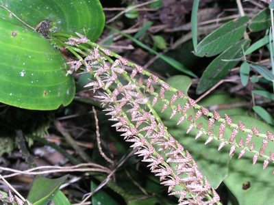 Pleurothallis revoluta, photographed by desertnaturalist