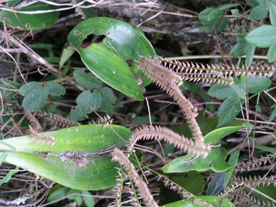 Pleurothallis revoluta, photographed by desertnaturalist