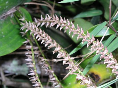 Pleurothallis revoluta, photographed by desertnaturalist