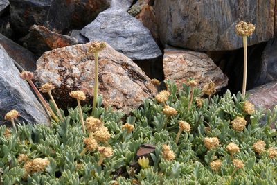 Podistera nevadensis, photographed by Steve Matson