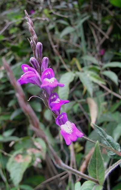 Justicia alpina, photographed by desertnaturalist