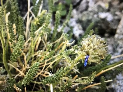 Polemonium eximium, photographed by brettaugust