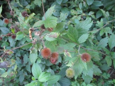 Geum laciniatum, photographed by Griffin Bray