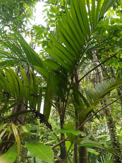 Areca catechu, photographed by Navaneeth Sini George
