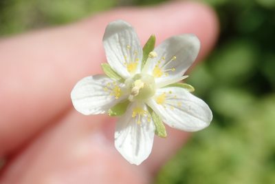 Parnassia parviflora, photographed by Rob Foster