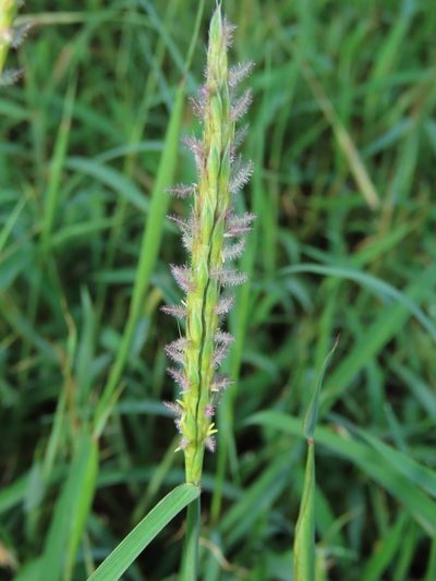 Ischaemum setaceum, photographed by chiuluan