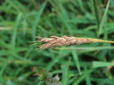 Ischaemum setaceum, photographed by chiuluan