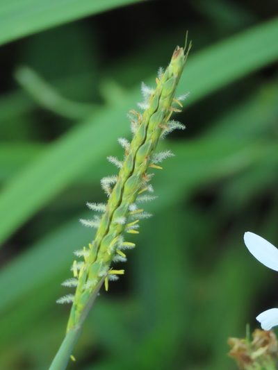 Ischaemum setaceum, photographed by chiuluan