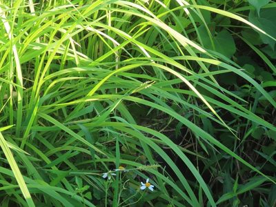 Ischaemum setaceum, photographed by chiuluan