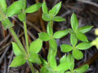 Galium californicum, photographed by Don Loarie