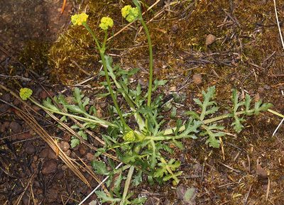Sanicula peckiana, photographed by Steve Matson