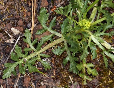 Sanicula peckiana, photographed by Steve Matson