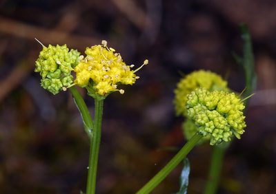 Sanicula peckiana, photographed by Steve Matson