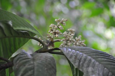 Chrysochlamys myrcioides, photographed by Eduardo Chacón Madrigal