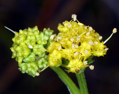 Sanicula peckiana, photographed by Steve Matson